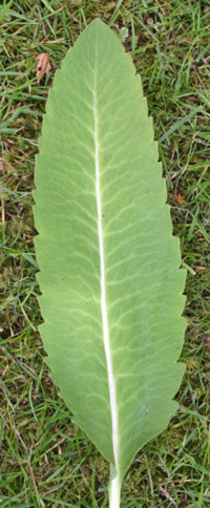 Neatly toothed leaf.